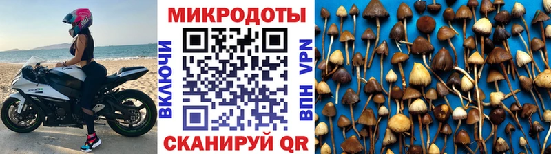 darknet телеграм  OMG tor  Шатура  Галлюциногенные грибы Psilocybe 